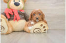 Sweet Cavapoo Baby