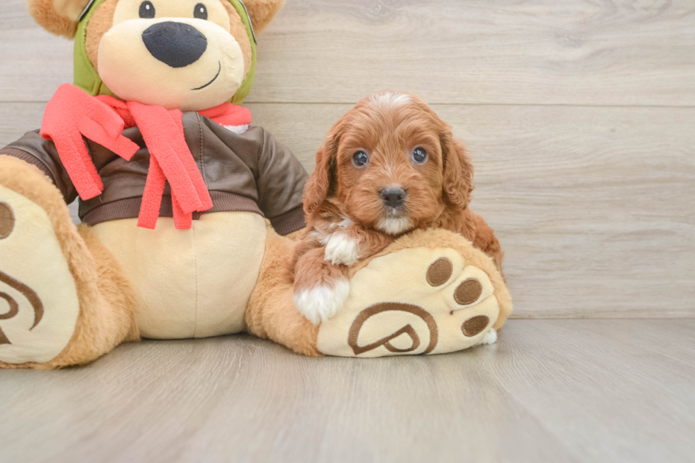 Sweet Cavapoo Baby