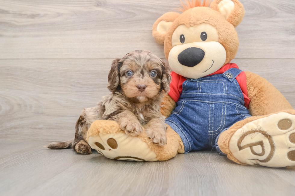 Best Cavapoo Baby