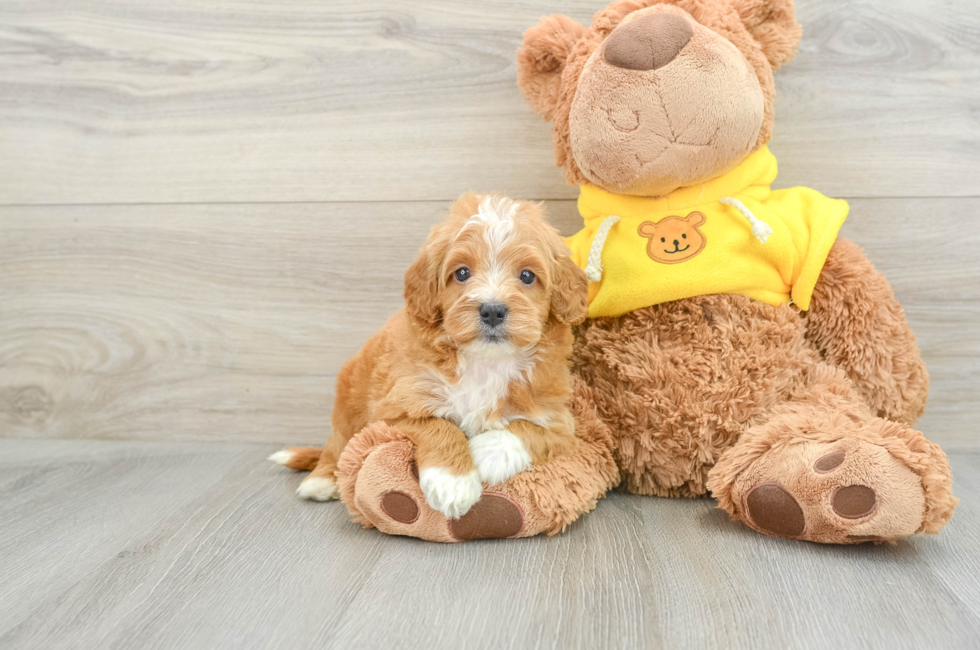 7 week old Cavapoo Puppy For Sale - Seaside Pups