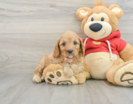 7 week old Cavapoo Puppy For Sale - Seaside Pups