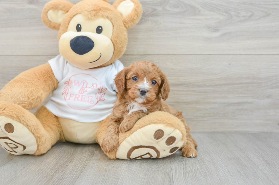 5 week old Cavapoo Puppy For Sale - Seaside Pups