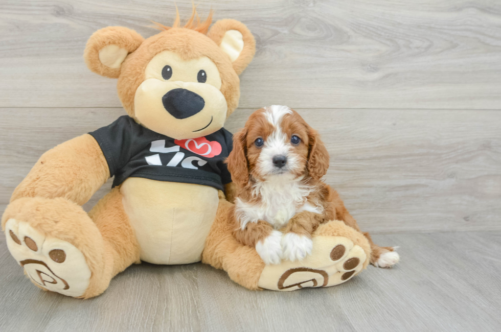 6 week old Cavapoo Puppy For Sale - Seaside Pups