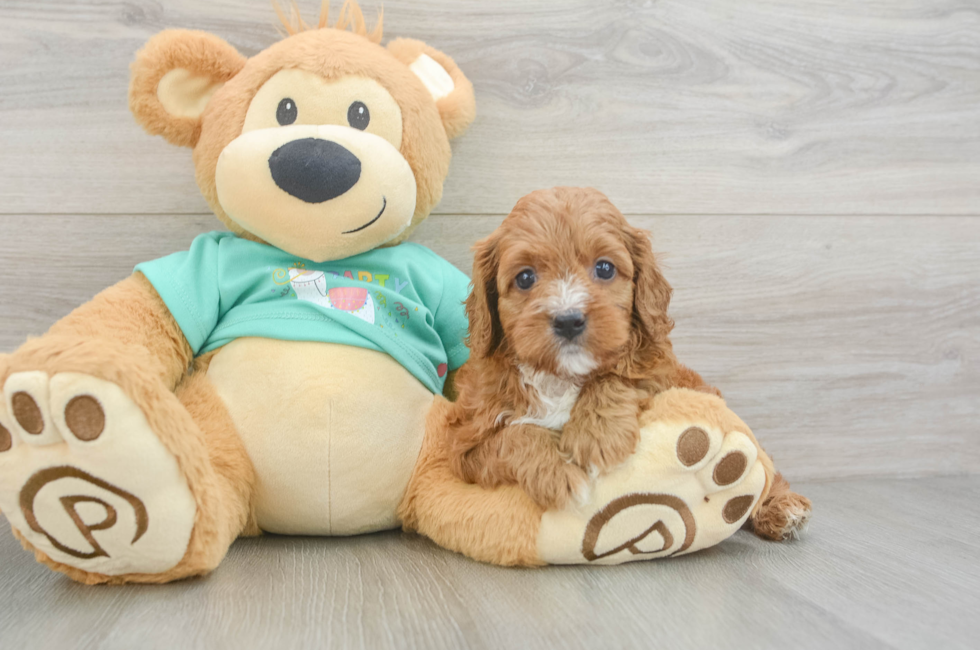 7 week old Cavapoo Puppy For Sale - Seaside Pups