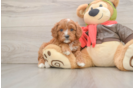 Little Cavipoo Poodle Mix Puppy