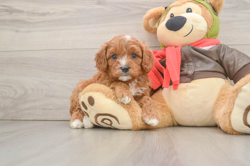 5 week old Cavapoo Puppy For Sale - Seaside Pups