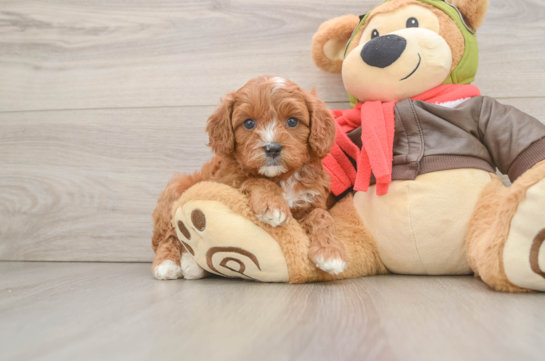 Little Cavipoo Poodle Mix Puppy