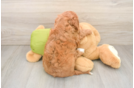 Playful Cavapoodle Poodle Mix Puppy
