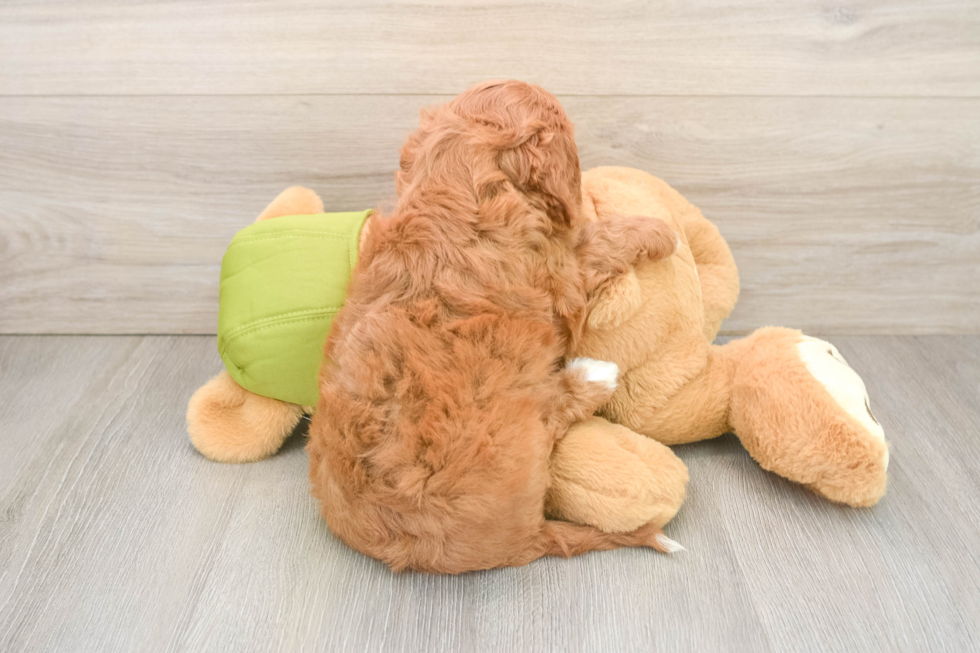 Playful Cavapoodle Poodle Mix Puppy