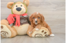 Little Cavipoo Poodle Mix Puppy