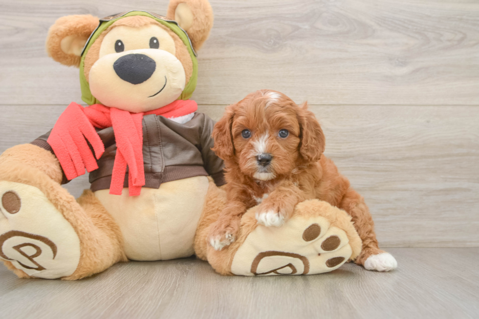 Little Cavipoo Poodle Mix Puppy