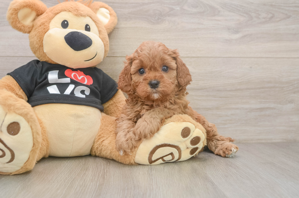 5 week old Cavapoo Puppy For Sale - Seaside Pups