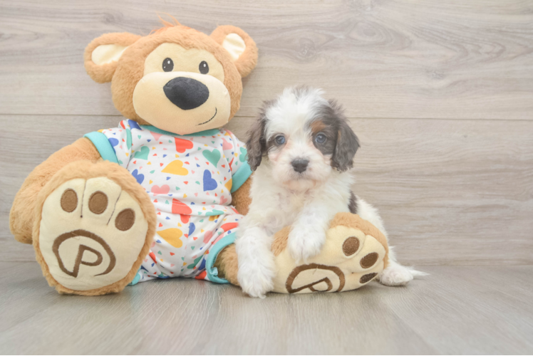 Cavapoo Pup Being Cute