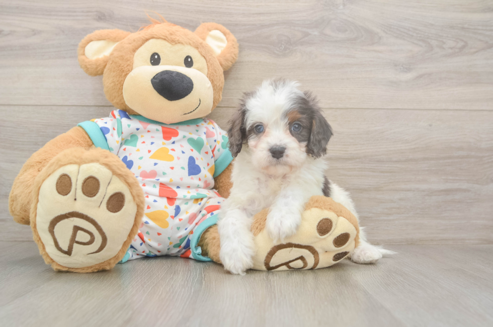 5 week old Cavapoo Puppy For Sale - Seaside Pups