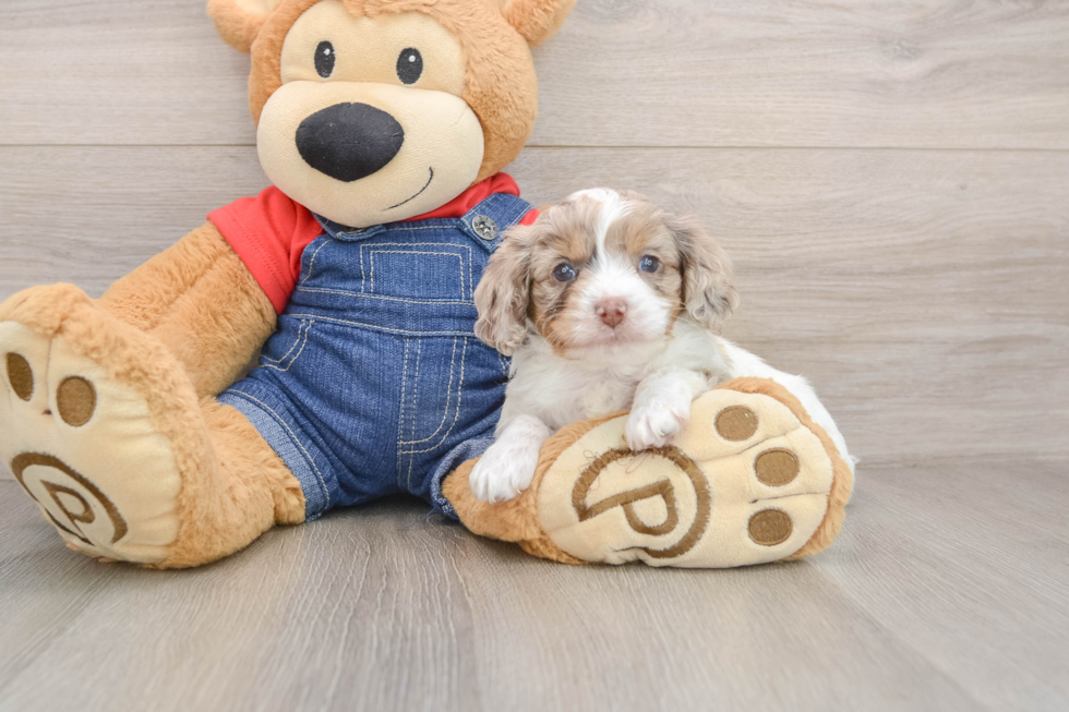 Cavapoo Puppy for Adoption