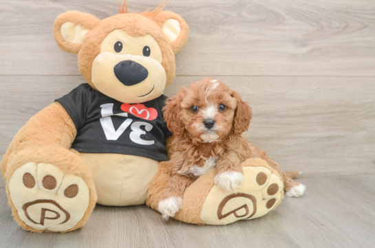 Cavapoo Pup Being Cute