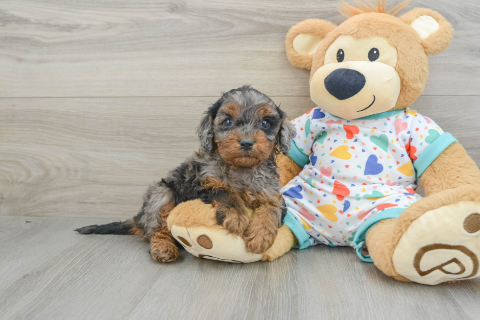 Little Cavipoo Poodle Mix Puppy