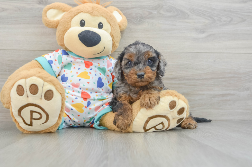 6 week old Cavapoo Puppy For Sale - Seaside Pups