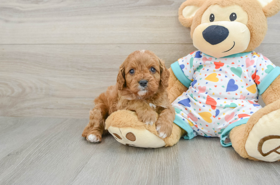 6 week old Cavapoo Puppy For Sale - Seaside Pups