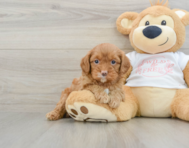 8 week old Cavapoo Puppy For Sale - Seaside Pups
