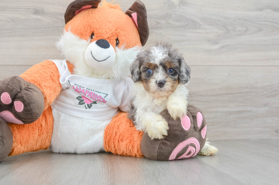 6 week old Cavapoo Puppy For Sale - Seaside Pups
