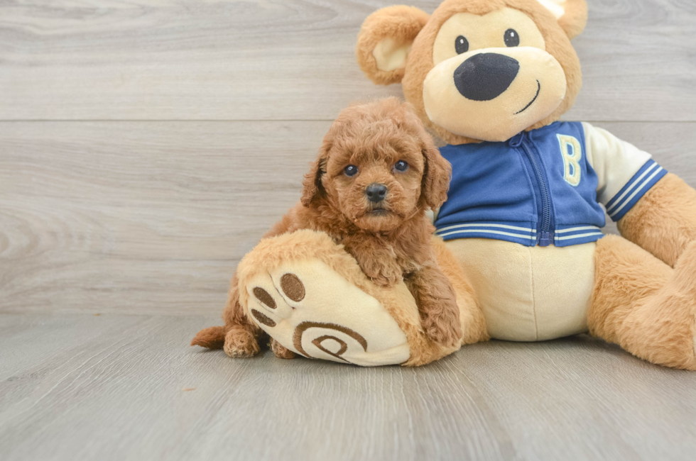 5 week old Cavapoo Puppy For Sale - Seaside Pups
