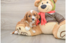 Petite Cavapoo Poodle Mix Pup
