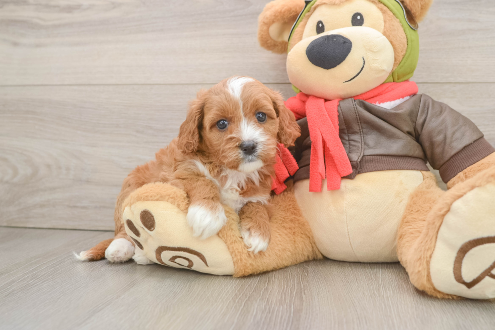 Petite Cavapoo Poodle Mix Pup
