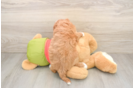 Funny Cavapoo Poodle Mix Pup