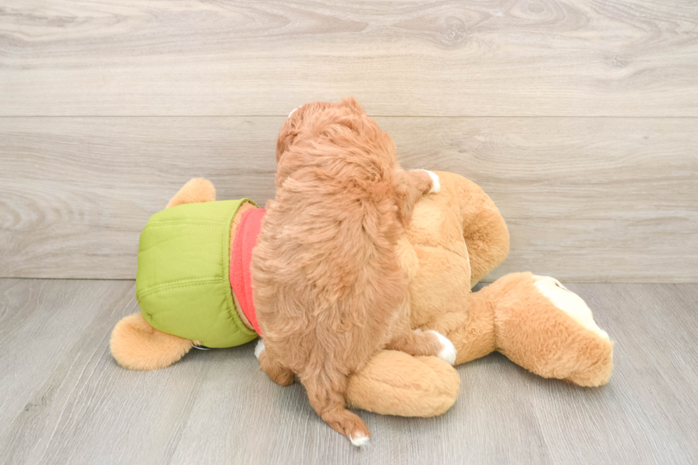 Funny Cavapoo Poodle Mix Pup