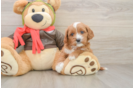 Cute Cavapoo Baby
