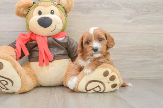 Cute Cavapoo Baby