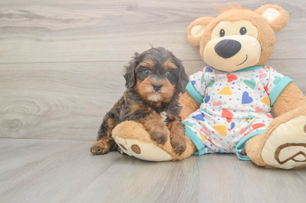 Meet Hara - our Cavapoo Puppy Photo  2/3 - Seaside Pups Cavapoo Puppy for Adoption