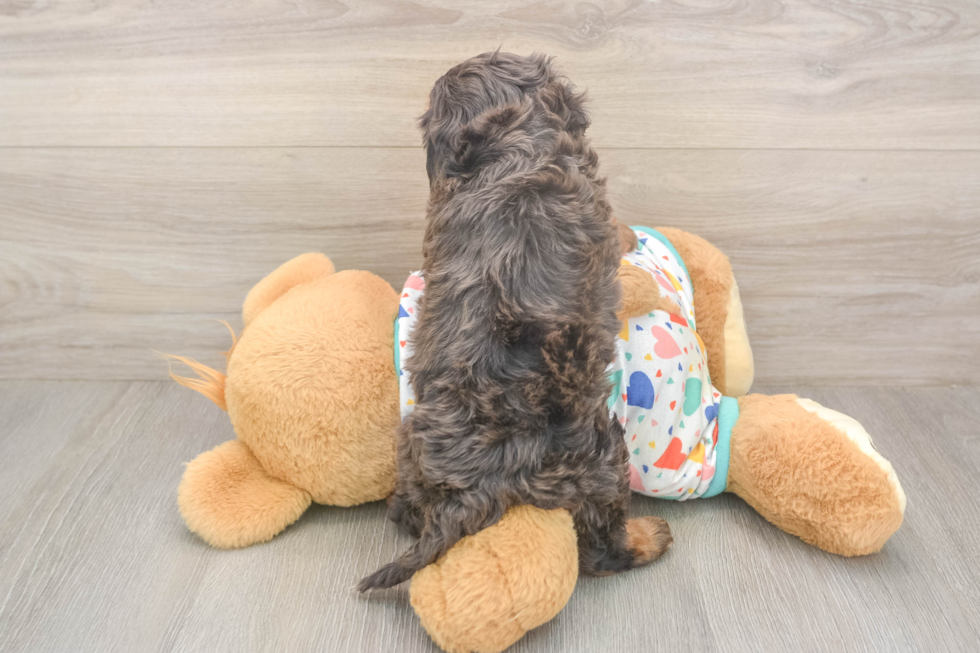 Meet Hara - our Cavapoo Puppy Photo  3/3 - Seaside Pups Best Cavapoo Baby