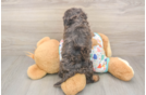 Meet Hara - our Cavapoo Puppy Photo  3/3 - Seaside Pups Best Cavapoo Baby