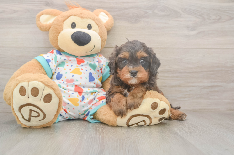 5 week old Cavapoo Puppy For Sale - Seaside Pups