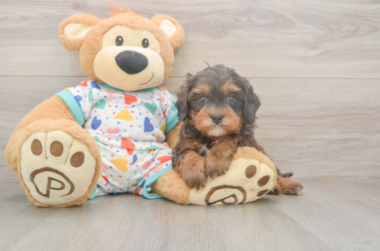 5 week old Cavapoo Puppy For Sale - Seaside Pups Happy Cavapoo Baby