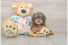 Meet Hara - our Cavapoo Puppy Photo  1/3 - Seaside Pups Happy Cavapoo Baby