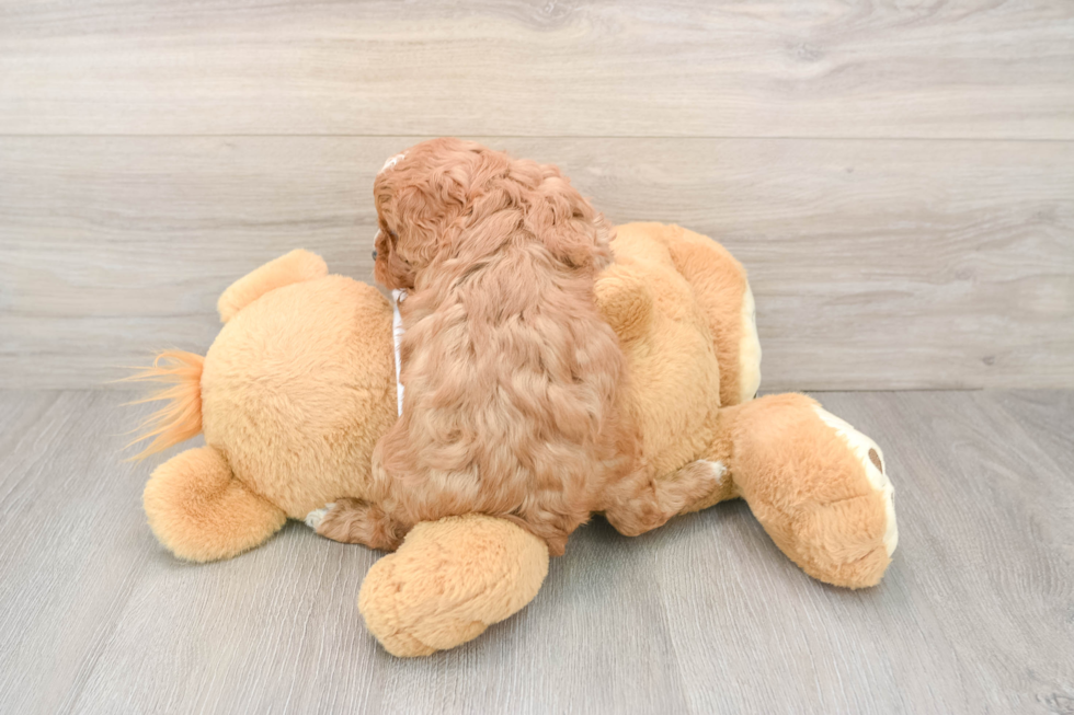 Smart Cavapoo Poodle Mix Pup