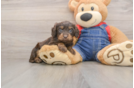 Cavapoo Pup Being Cute