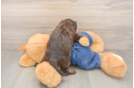Cavapoo Pup Being Cute
