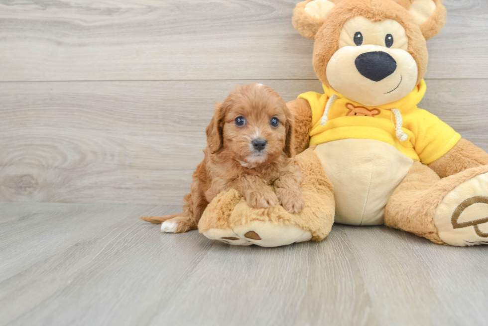 Friendly Cavapoo Baby