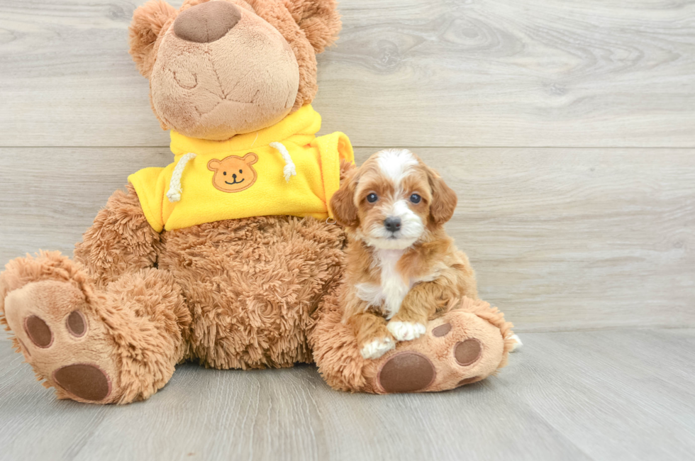 5 week old Cavapoo Puppy For Sale - Seaside Pups