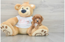 Cavapoo Puppy for Adoption