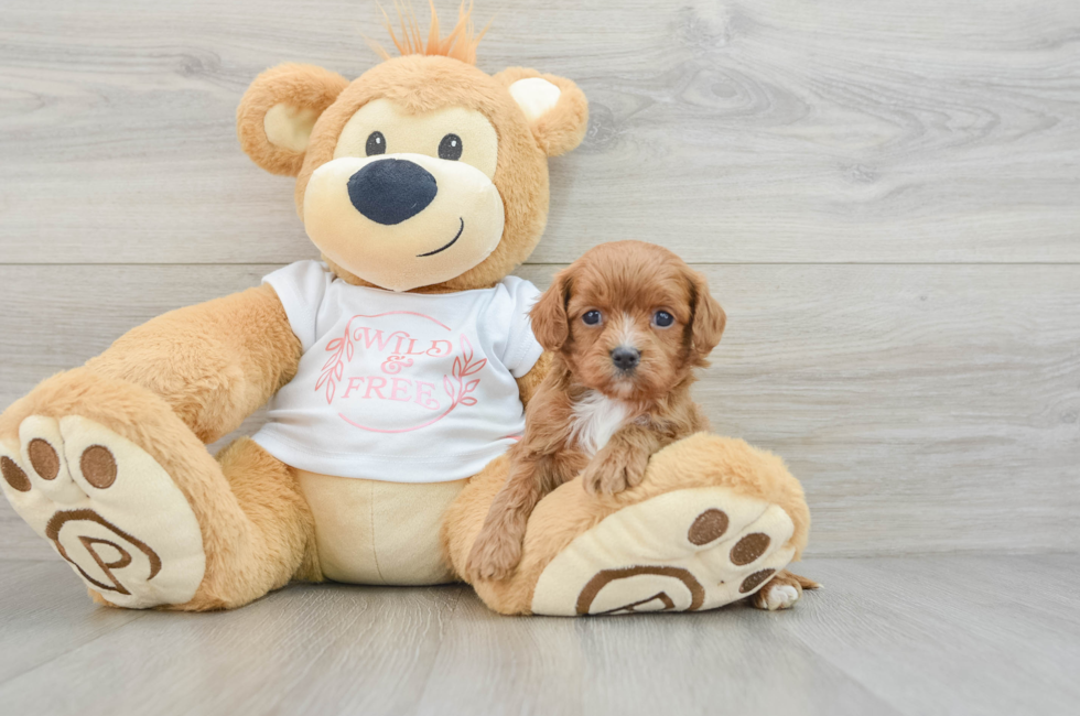 5 week old Cavapoo Puppy For Sale - Seaside Pups