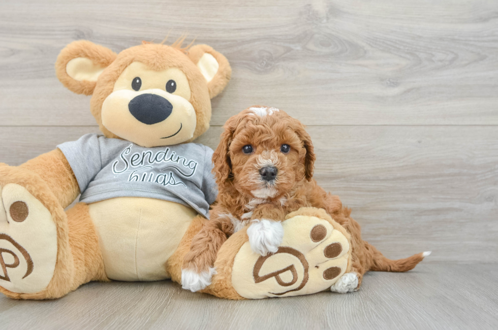 5 week old Cavapoo Puppy For Sale - Seaside Pups