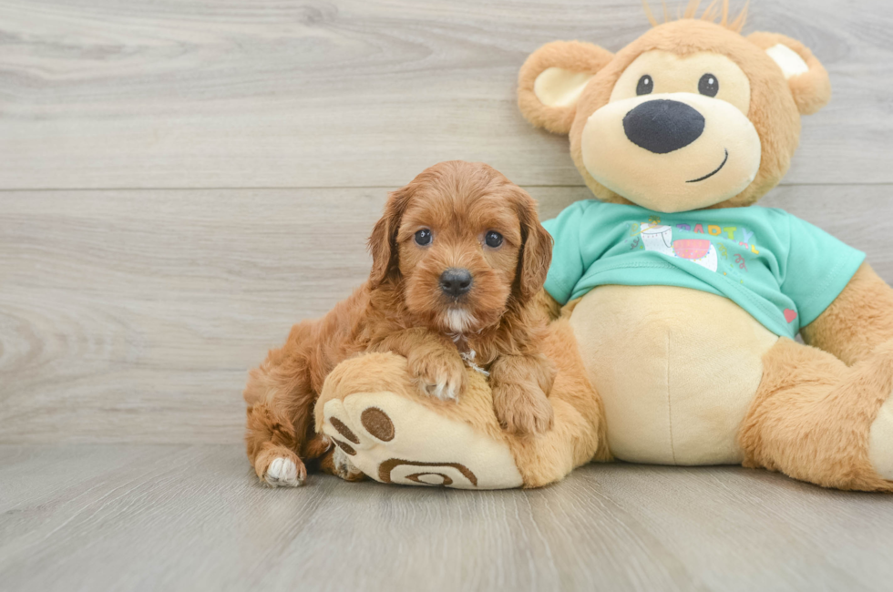 7 week old Cavapoo Puppy For Sale - Seaside Pups