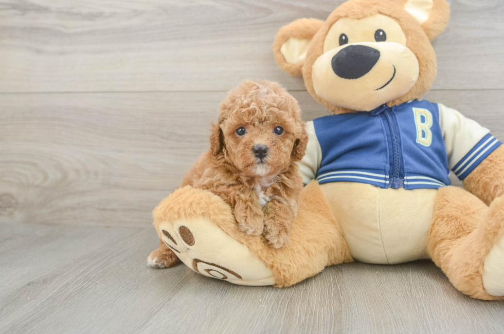 5 week old Cavapoo Puppy For Sale - Seaside Pups