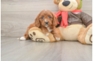 Cavapoo Puppy for Adoption