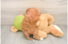 Funny Cavapoo Poodle Mix Pup